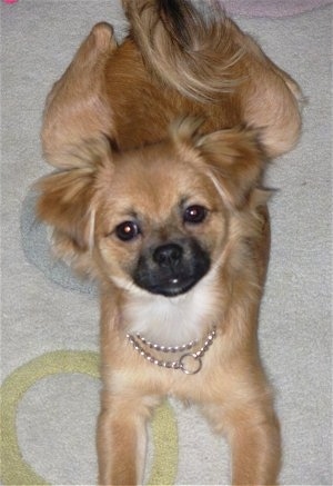 Top down view of a brown with black Shiranian that is laying on a rug and it is looking up.