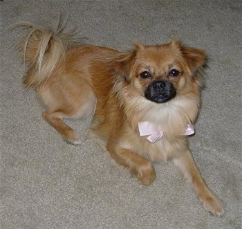 The right side of a brown with black Shiranian that is laying across a carpet, it is looking forward and it is wearing a pink ribbon. It has longer hair on its tail.