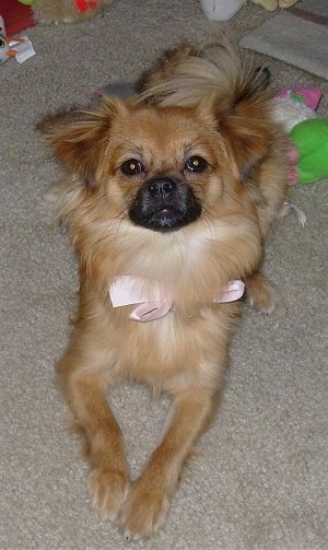 A brown with black Shiranian is laying on top of a carpet, it is looking up and forward. It is wearing a pink ribbon. It has longer hair on its tail and around its neck. Its body is tan and its muzzle is black.