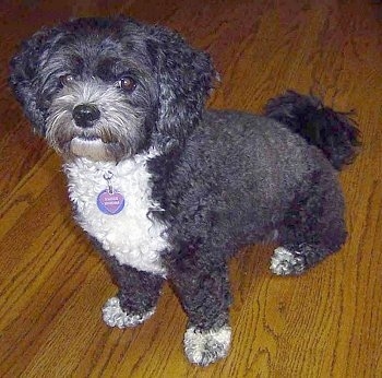 The left side of a wavy-coated, black with white Shih-poo that is sitting on a hardwood floor and looking forward.