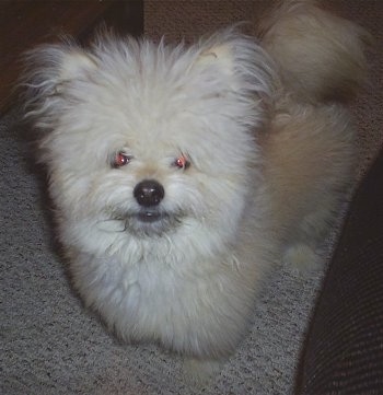 Close up front side view - A thick coated, fluffy tan with white Shiranian is standing on a carpet surface, it is looking up and forward. It has a large black nose and black lips.