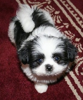 Close up view from the top looking down at the dog - A fluffy black and white Shiranian puppy is standing on a maroon and white rug and it is looking up.