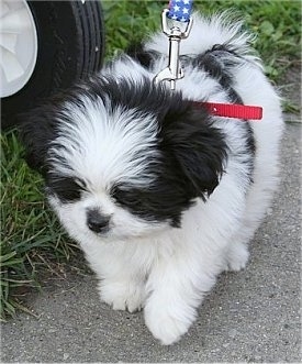 shih tzu and pomeranian mix puppies for sale