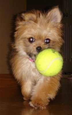 Close up - A little brown with white Shiranian puppy is walking across a hardwood floor and it has a tennis ball in its mouth.