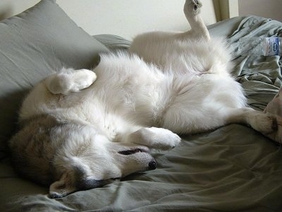A grey and white with black Siberian Husky dog is sleeping on its back and its paws are in the air.