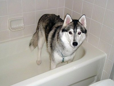 A grey and white with black Siberian Husky dog is standing across an empty bath tub and it is looking forward. The dog looks like a wolf.