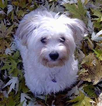 View from the top looking down at the dog - A furry white with tan Silkchon dog is sitting in a pile of fallen leaves and it is looking up.