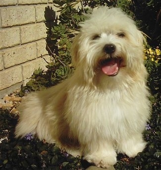 The front right side of a soft coated, thick tan Silkese puppy that is sitting in a flower bed, it is looking forward, its mouth is open, its tongue is sticking out and it is smiling.