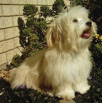 The right side of a fluffy soft tan Silkese puppy that is sitting across a flower bed, it is panting, it is looking up and to the right.