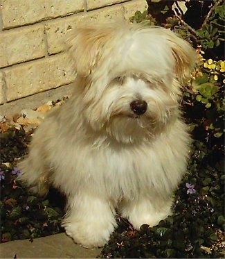 A tan thick coated, Silkese puppy is sitting in a flower bed and it is looking down. It looks like a stuffed toy.
