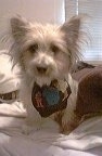 Close up - A tan with black Silkese dog is standing on a bed, it is wearing a bandana and it is looking forward.