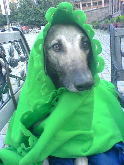 Front view - A grey with black Sloughi dog is wearing a green blanket around its head like a flower laying on a bench and it is looking to the right.