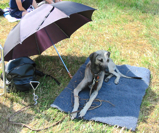 A tall skinny, grey with black Sloughi dog laying across a blue blanket under the shade of an open black umbrella that is sitting on the ground.