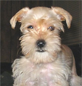 Close up front view - A tan Snorkie puppy is looking forward. It has longer hair on its face and chest.