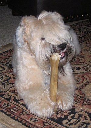 A thick coated, tan Soft Coated Wheatzer dog is laying on a rug and it is chewing on a rawhide bone. It has longer hair going down the front of its face.