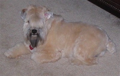 A soft looking, thick coated, tan Soft Coated Wheatzer dog laying on a tan carpet looking forward. Its hair is flopped over its eyes. It is looking forward and its head is up. It has a long black beard.