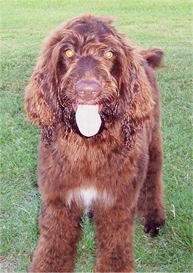 A wavy thick coated, chocolate with white Springerdoodle puppy is standing in grass, it is looking forward, its mouth is open and its tongue is out. It has golden yellow eyes.