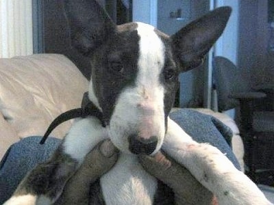 Bullet the Bull Terrier Puppy being held in the hands of a person who is laying on a tan leather couch