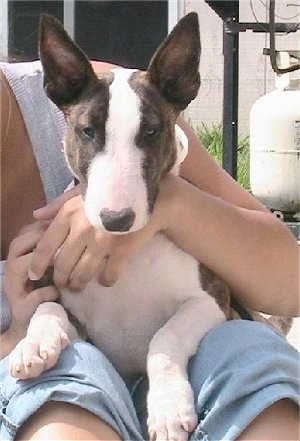 Bullet the Bull Terrier Puppy sitting in the lap of a person and looking at the camera holder with a grill propane tank behind them