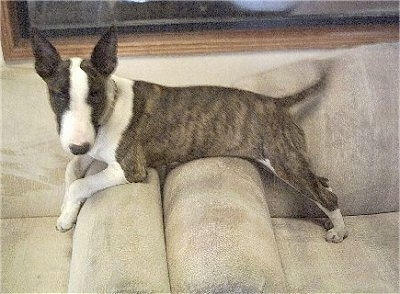 Bullet the Bull Terrier puppy is laying across the arms of two white suede sofas and looking at the camera holder