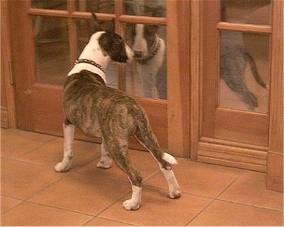 Bullet the Bull Terrier puppy looking at his reflection in a wooden framed mirror door