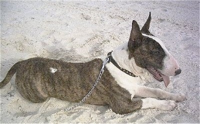 Bullet the Bull Terrier laying in sand with its mouth open and tongue out