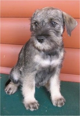 The front left side of a black and grey Standard Schnauzer puppy sitting across a green surface looking to the left.