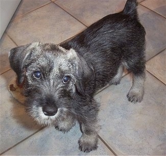 Close up - Top down view of a salt and pepper Standard Schnauzer puppy standing across a tiled floor. It is looking up and its head is slightly tilted to the right.