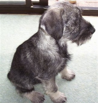 The right side of a salt and pepper Standard Schnauzer puppy that is sitting on a carpet and it is looking to the right.