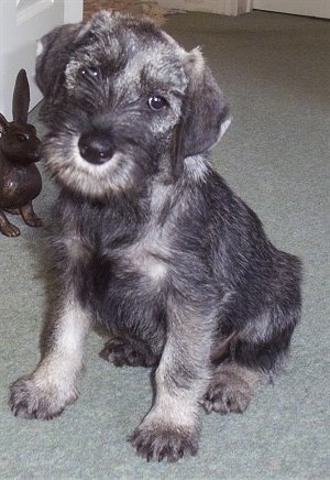 Close up front side view - A salt and pepper Standard Schnauzer puppy sitting on a carpet, it is looking forward and its head is slightly tilted to the right.