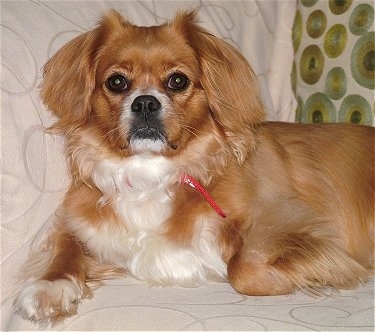 cavalier x tibetan spaniel