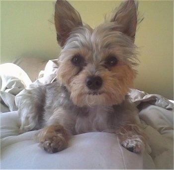 Close up front view - A grey and tan with white Torkie dog laying on a blanket and it is looking forward. The dog has longer hair on its face and large perk ears.