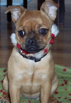 Close up front view - A wide chested, tan Toy Poxer dog sitting on a green with red blanket looking down and to the left.