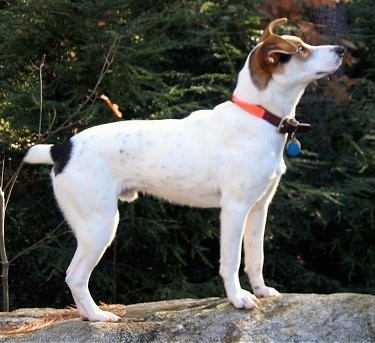 Right Profile - A white with tan and black Mountain Feist is standing on a large rock and looking up. There is an evergreen tree next to it