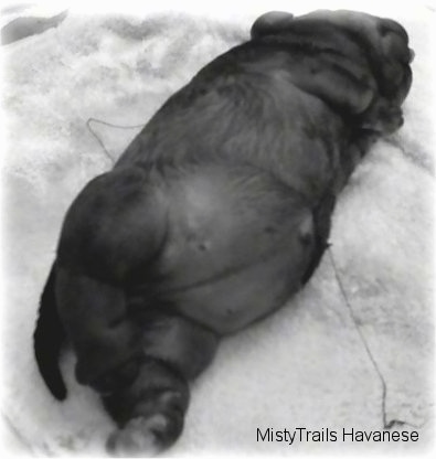 A black and white image of a water puppy on a towel, view from the side of the back end looking up to the head
