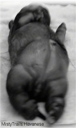 A black and white image of a water puppy on a towel, view from the back end looking up to the head