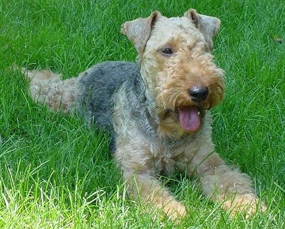 The front right side of a brown with black Welsh Terrier that is laying in green grass. Its mouth is open and its tongue is hanging out. It has longer curly hair on its snout, a black nose and small v-shaped fold over ears.