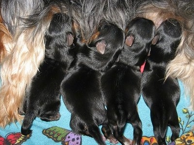 A litter of newly born black and tan puppies are nursing.