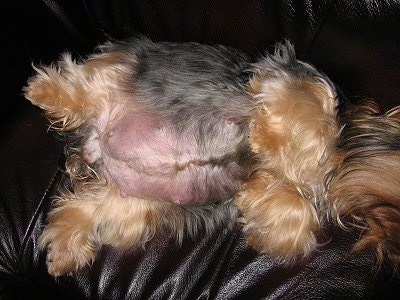 Top down view of the very large swollen belly of a brown and black Yorkshire Terrier dog laying on its back on a leather couch.