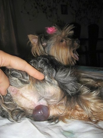 A puppy sac is beginning to present itself out of the back end of a brown and black Yorkshire Terrier dog.