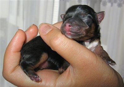 A person is holding a newly born tiny black and tan with white puppy in the air. The puppy has a pink nose and tiny perk ears.