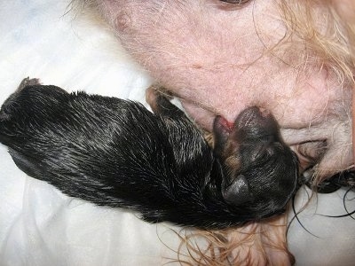 Topdown view of a wet black Yorkie puppy laying across a towel and nursing.