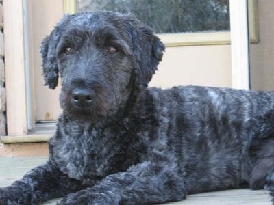 Close up - A large black Whoodle is laying on a hardwood porch in front of a door. It is looking forward. Its coat is shaved short.