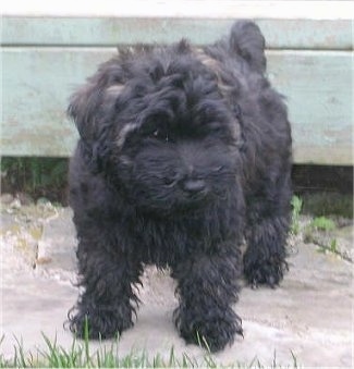 Front view - A thick, wavy coated, black Whoodle puppy is standing on a concrete surface and it is looking down and to the right.