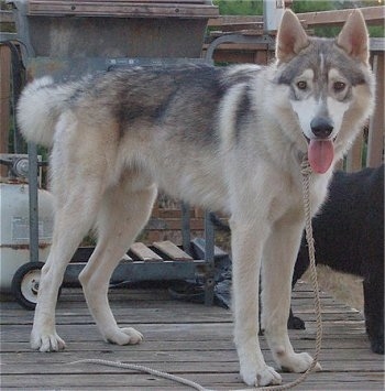The right side of a tan and black Wolamute that is panting and standing across a wooden porch. There is a grill behind it.
