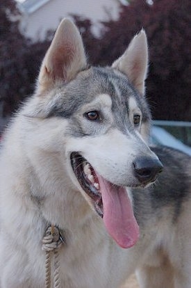 Close up - The front right side of a black and tan Wolamute that is looking to the right. The Wolamute is panting. It has perk ears, a long tongue and a big black nose.