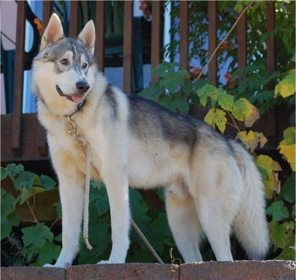 The front left side of a black and tan Wolamute that is standing on a brick wall. Its mouth is open, tongue is sticking out and it is looking to the right. It has a large black nose and its fluffy tail is hanging down touching the ground.