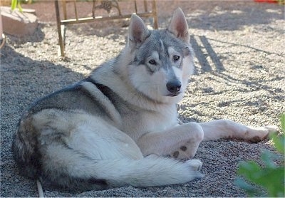 malamute wolf hybrid puppies for sale