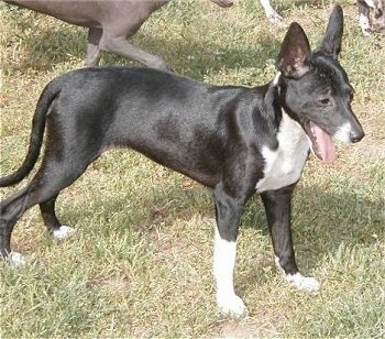 The front right side of a black with white hairless Xoloitzcuintli dog that is standing in grass. It is looking to the right and it is panting. It has large perk ears, a black nose, white at the ends of its paws and a black shiny coat with a white chest.