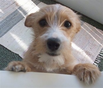 Close up - A tan with white Yorkie Russell puppy is standing up against a wall and it is looking up. Its ears are pinned back. It has a big black nose and dark round eyes.